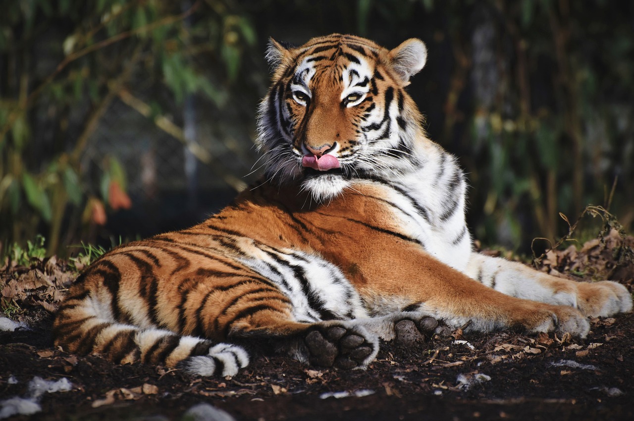 Ranthambore With Golden Triangle (7 Nights  8 Days)