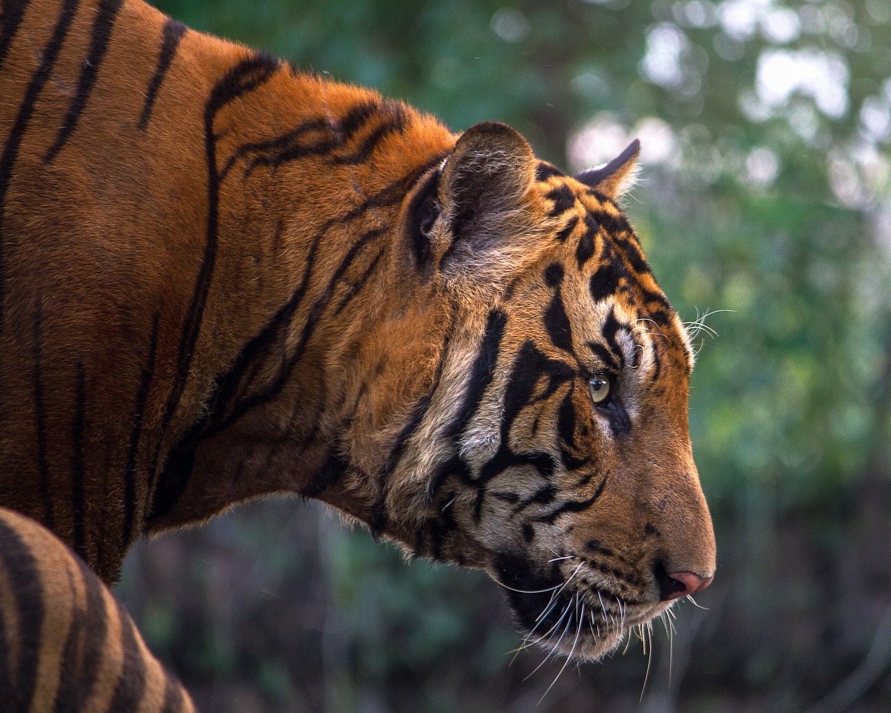 About Jim Corbett National Park